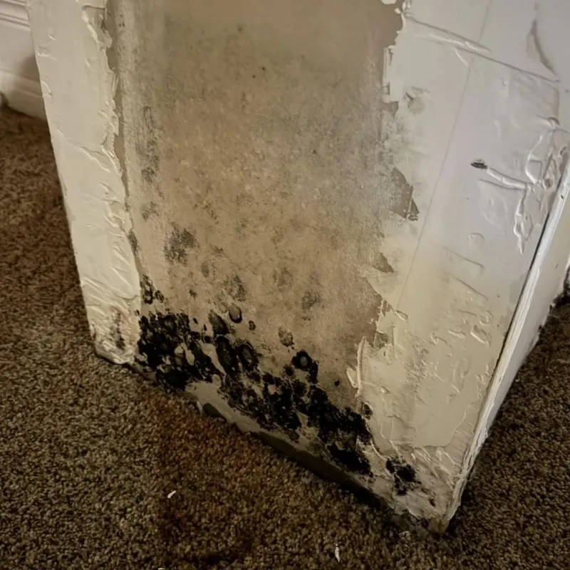 Professional Mold Removal in San Gabriel, CA